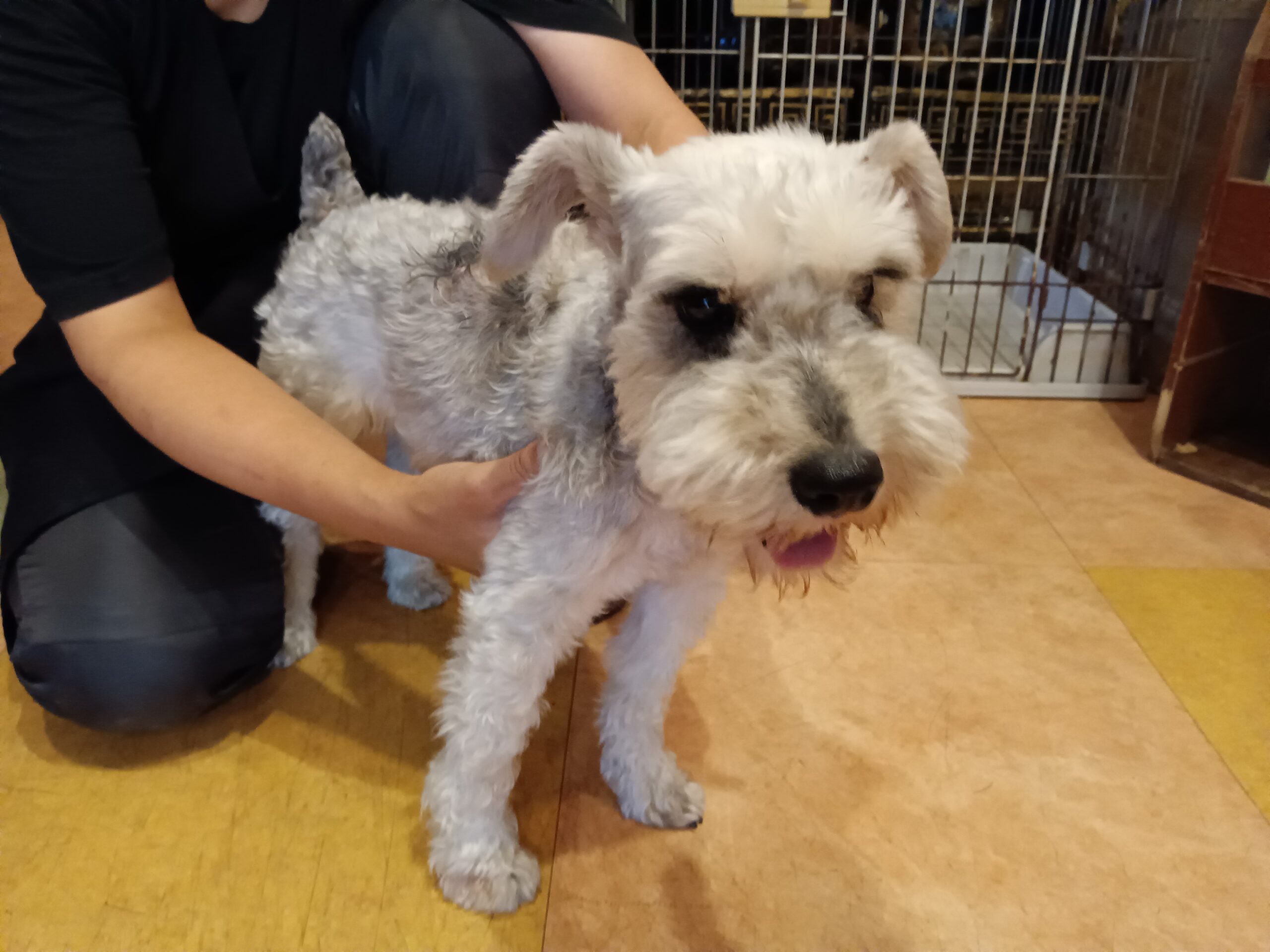 里親様が決定しました 反貧困犬猫部より 保護犬の里親様を募集しています 一般社団法人反貧困ネットワーク